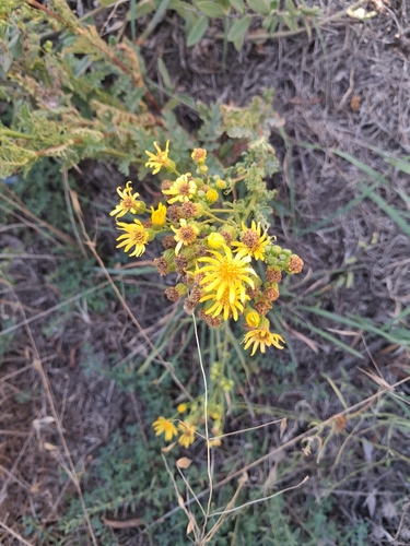 ragwort
