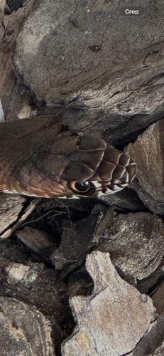 Common Coachwhip