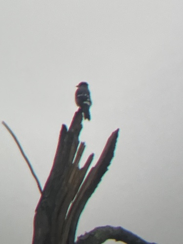 Blue Jay