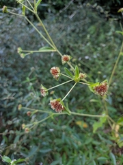 Elephantopus mollis