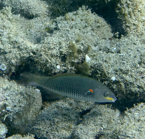 Stethojulis albovittata observed 2026-09-04