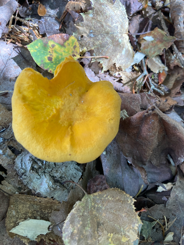 Newfoundland chanterelle