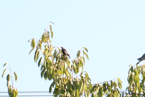 Spotless Starling