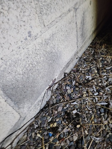 Mediterranean House Gecko