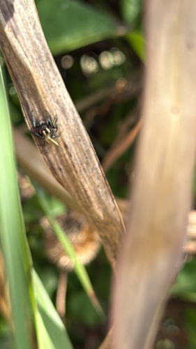 Colonus puerperus