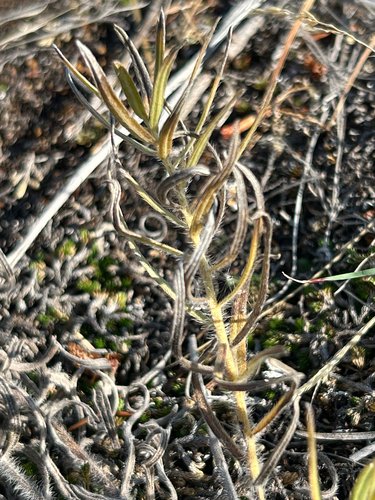 Lithospermum ruderale