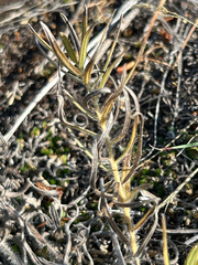 Lithospermum ruderale