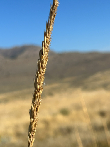 Leymus cinereus, photograph 2