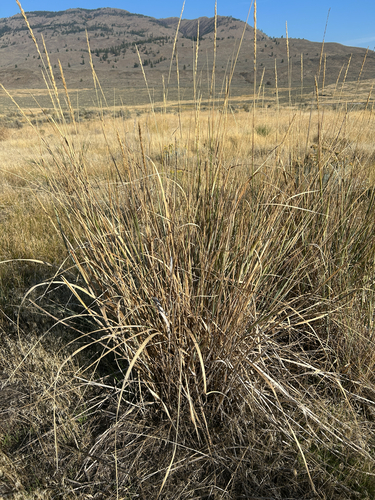 Leymus cinereus, photograph 1