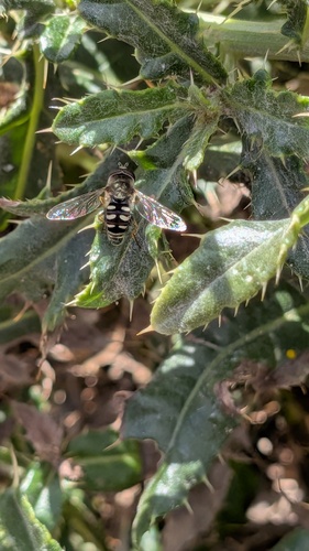 Large-tailed Aphideater