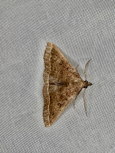 Plumed Fan-foot