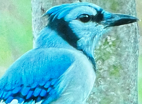 Blue Jay