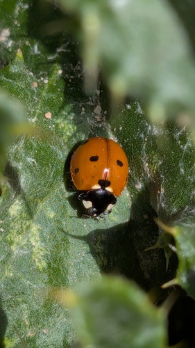 Seven-spotted Lady Beetle