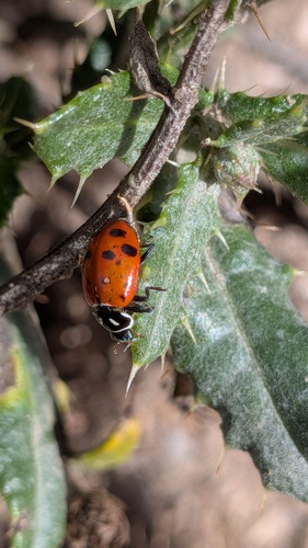 Convergent Lady Beetle