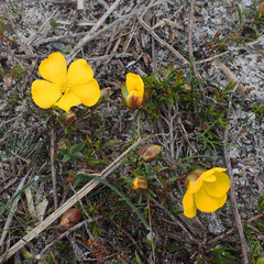 Hibbertia procumbens