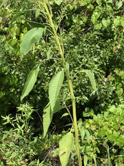 Amaranthus australis