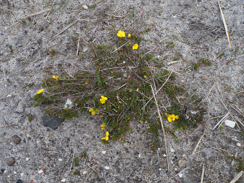 Hibbertia procumbens, photograph 1