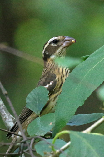 Rose-breasted Grosbeak