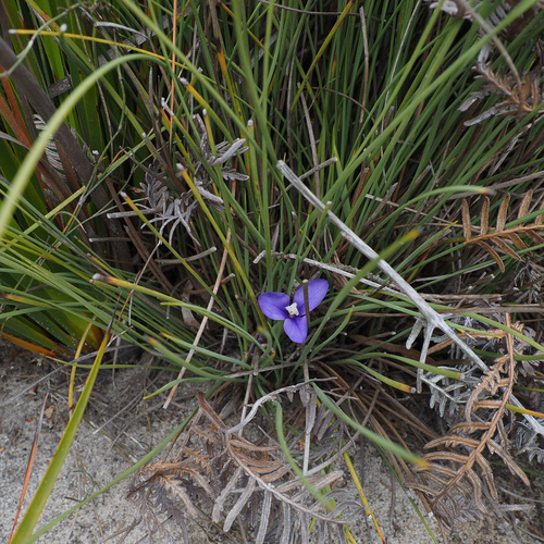 Patersonia fragilis, photograph 1