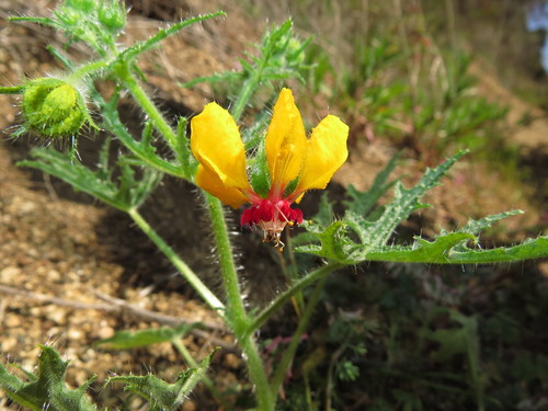 Loasa tricolor (Loasa tricolor)