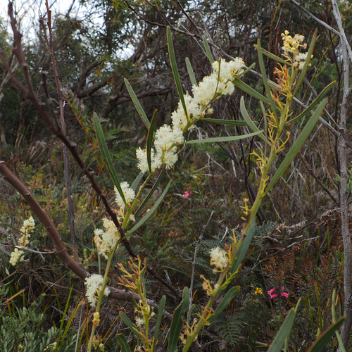 Acacia suaveolens