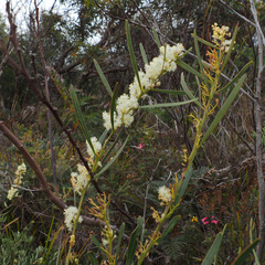 Acacia suaveolens