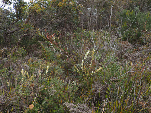 Acacia suaveolens, photograph 1