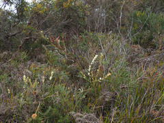 Acacia suaveolens, photograph author not stated, no rights reserved