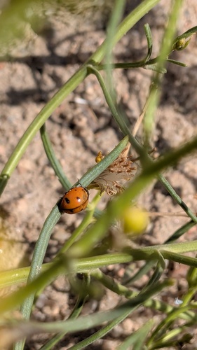 Nine-spotted Lady Beetle