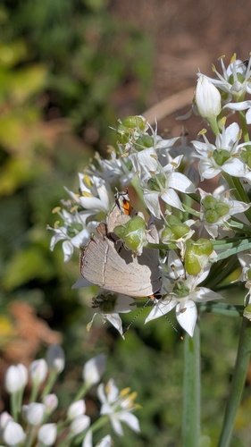 Gray Hairstreak