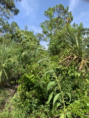 Amaranthus australis