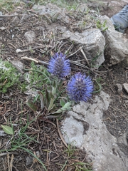 Veronica wyomingensis