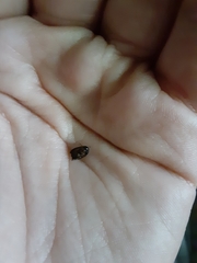 Bostrichoidea