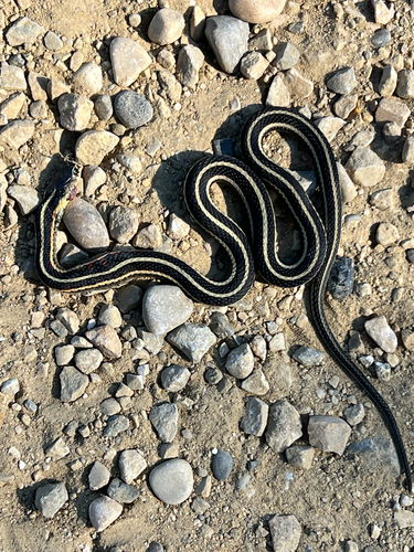 Common Garter Snake