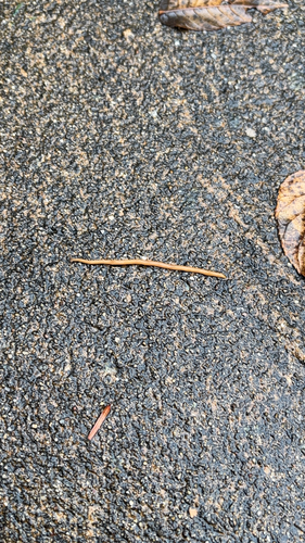 Wandering Broadhead Planarian