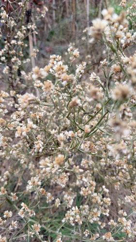 Pseudognaphalium ramosissimum observed 2026-09-20