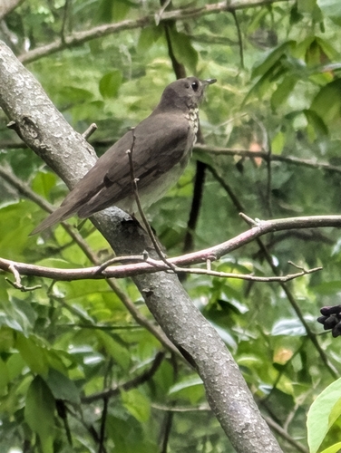 Gray-cheeked Thrush