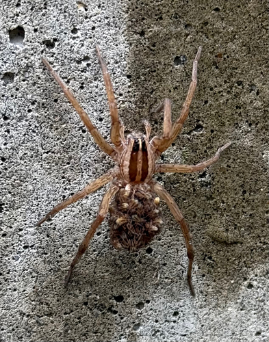 Rabid Wolf Spider