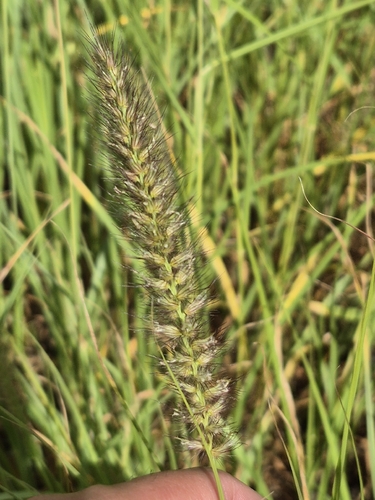 Cenchrus ciliaris, 2026-09-20
