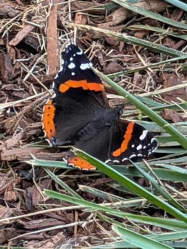 Red Admiral