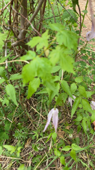 Clematis occidentalis