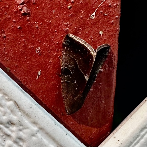 Wedgling Moth
