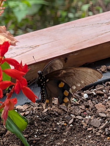Pipevine Swallowtail