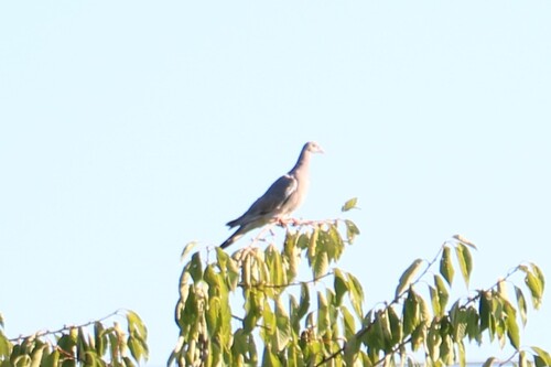 Common Wood-Pigeon