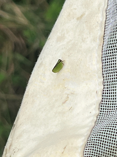 Two-striped Planthopper