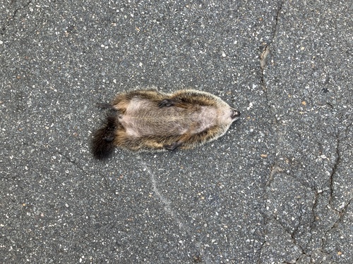 Groundhog