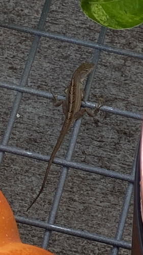 Brown Anole