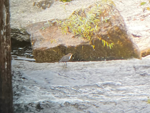 White-throated Dipper