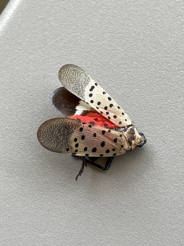 Spotted Lanternfly
