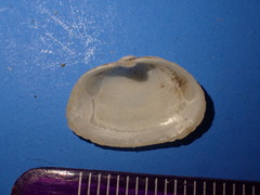 Cryptomya californica